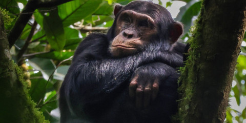 8-Day Primates and Big 5