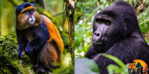 3-Day Gorilla Tekking Uganda & Golden Monkeys in Rwanda