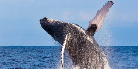 7-Day Luxury, Whale Watching & Swimning with Dolphins