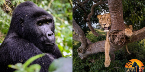 10-Day Gorilla, Chimpanzee & Big 5 Game Safari in Uganda