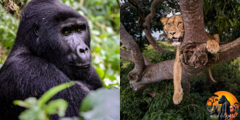 10-Day Gorilla, Chimpanzee & Big 5 Game Safari in Uganda