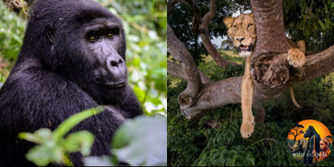 10-Day Gorilla, Chimpanzee & Big 5 Game Safari in Uganda