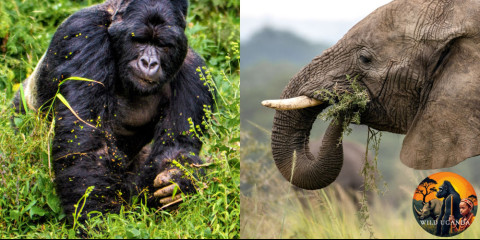 10-Day Best of Uganda with Comfort