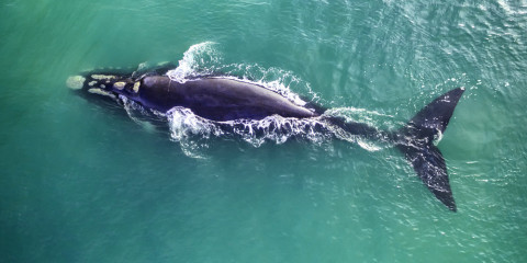 9-Day South Africa Wildlife + Whales Trip
