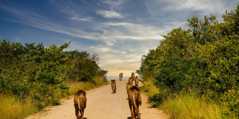 1-Day Chobe Land and River Safari + 1 Hour Tiger Fishing