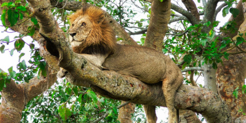 ½-Day Chobe's Power Packed Land Safari