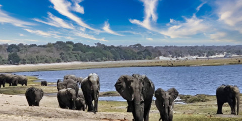 1-Day Small Group Chobe 4x4 and River Safari with Lunch