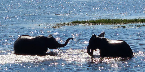 ½-Day Chobe River Safari - Gentle Giants at the River