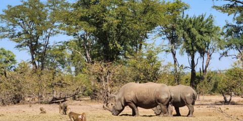½-Day Rhino Trekking Adventure and Bush Walk
