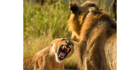 7-Day Amboseli - Naivasha - Nakuru - Masai Mara Safari