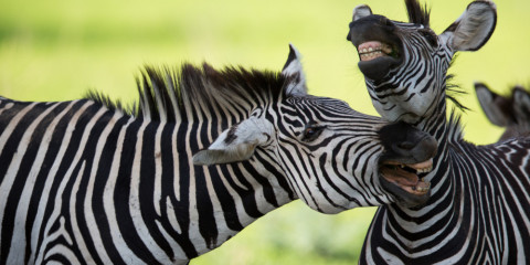 4-Day Tanzania Secrets Camping Safari