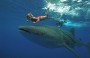 3-Day Whale Sharks Trip to Mafia Island