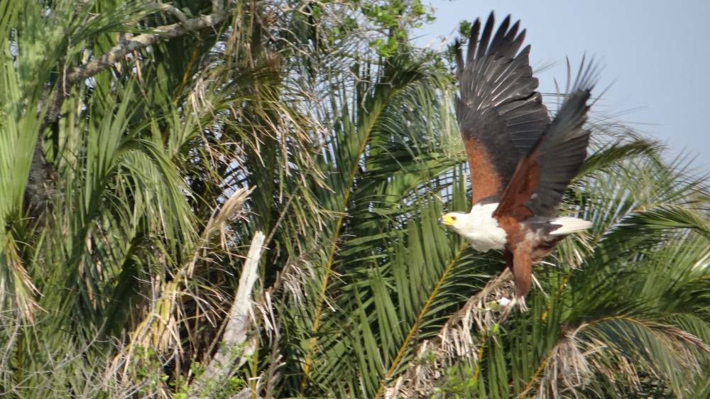 Big 5 Safari to Hluhluwe Imfolozi Game Reserve