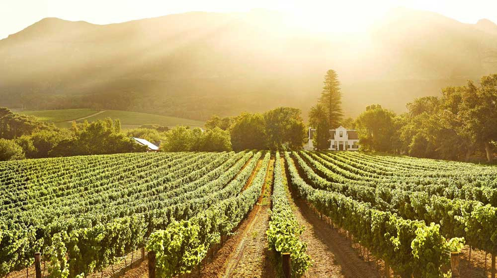 Cape Winelands Tour