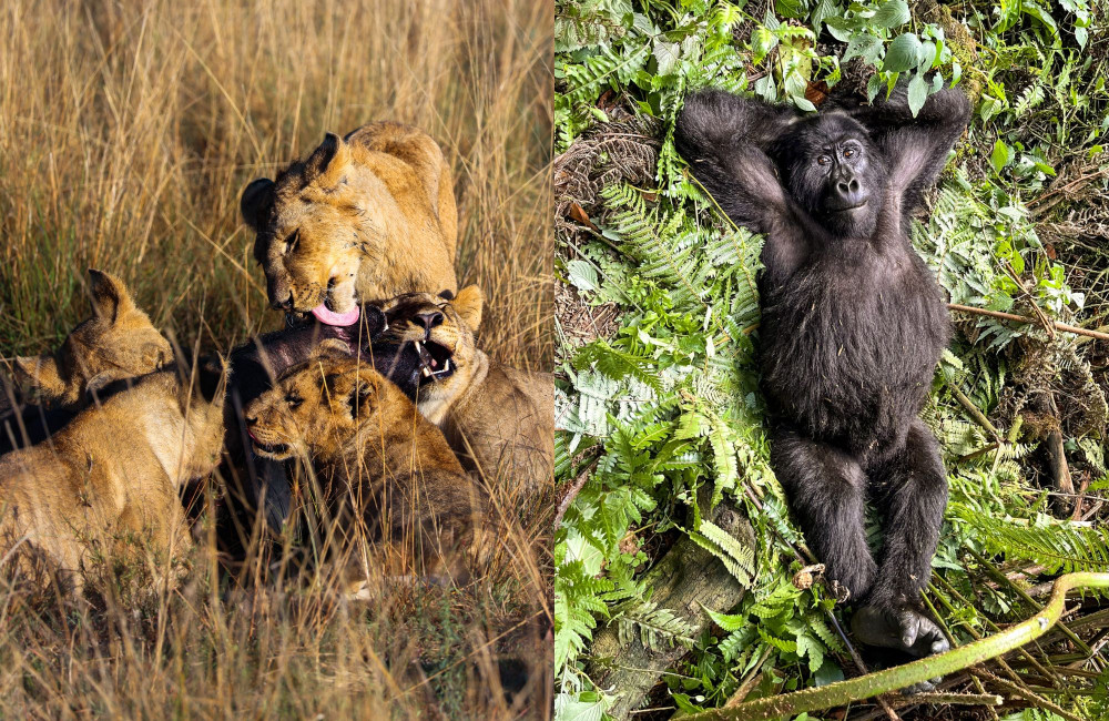 Kenya Masai Mara, Uganda Gorilla Trekking & Rwanda