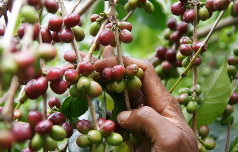 Authentic Ethiopian Coffee Arebica Tour