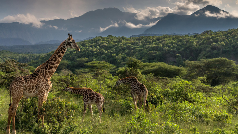 Tarangire, Serengeti, Ngorongoro, Arusha & Manyara