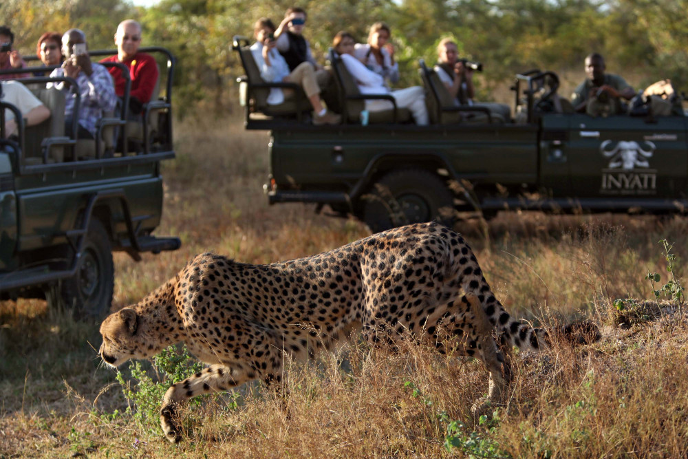 Private Kruger Safari Drive from Hoedspruit