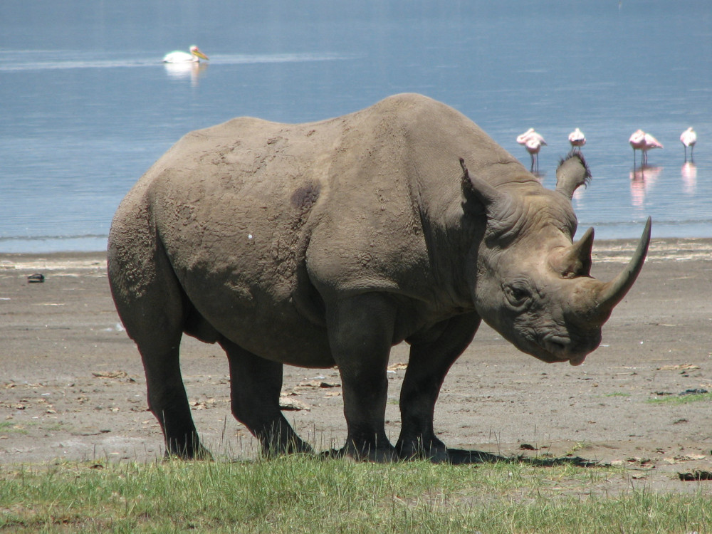 Best of Kenya and Tanzania Big Five Safari