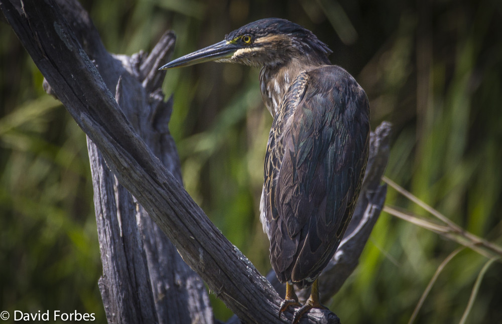 Gauteng Birding Tour (South)