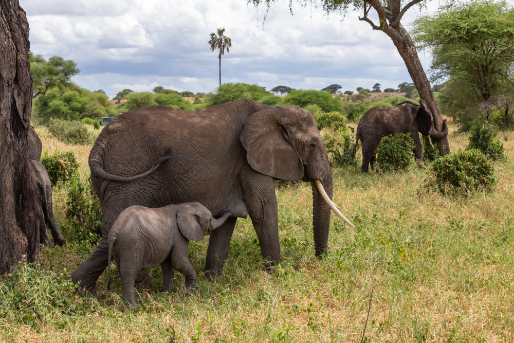 Game Drive & Bush Walk in Tarangire & Ngorongoro