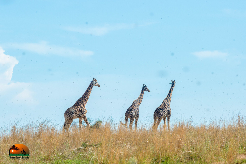 Tanzania Epic Wildlife Safari