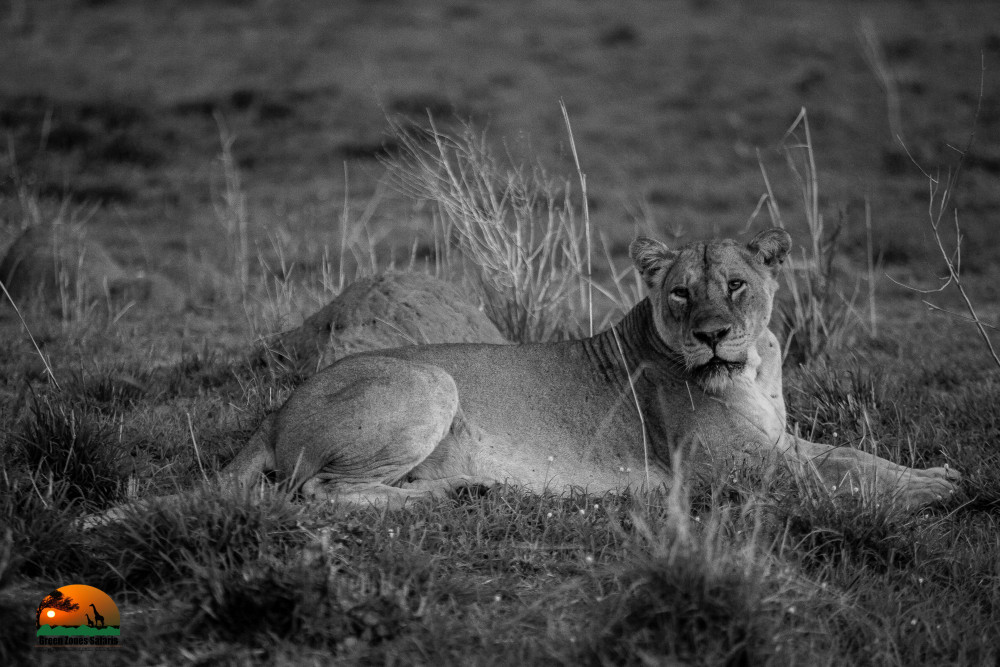 Masai Mara Classic Wildlife and Cultural Tour