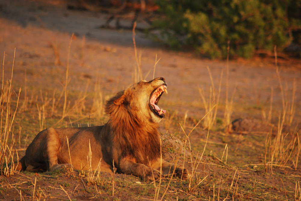 Call of the Wild - a Botswana Mobile Adventure