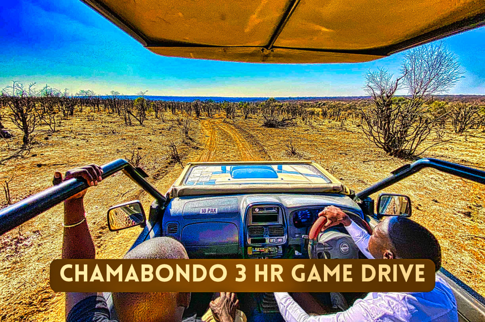 Sunrise Safari Game Drive in National Park 3 Hours
