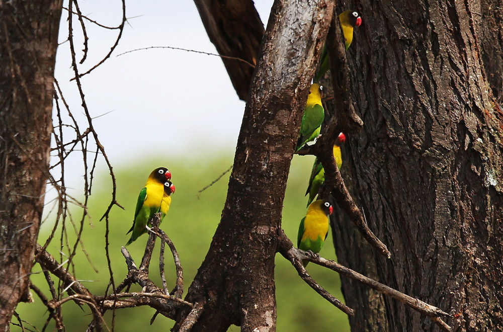 Fly-in Serengeti & Ngorongoro Glamping Safari