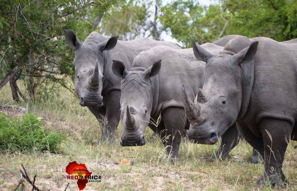 Kruger National Park Tour - Stay Inside Kruger