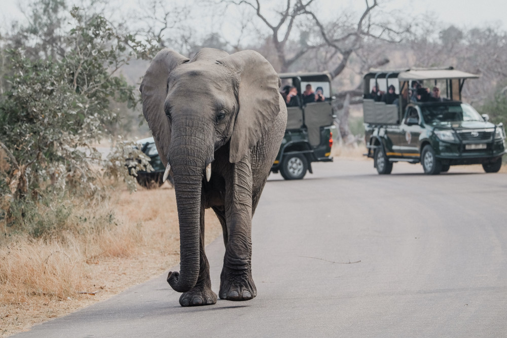 Best of Kruger Deluxe Safari