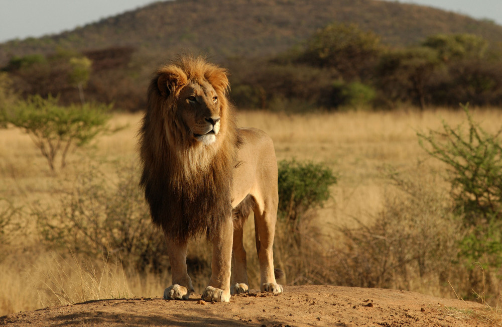 Safari Through the Serengeti and More