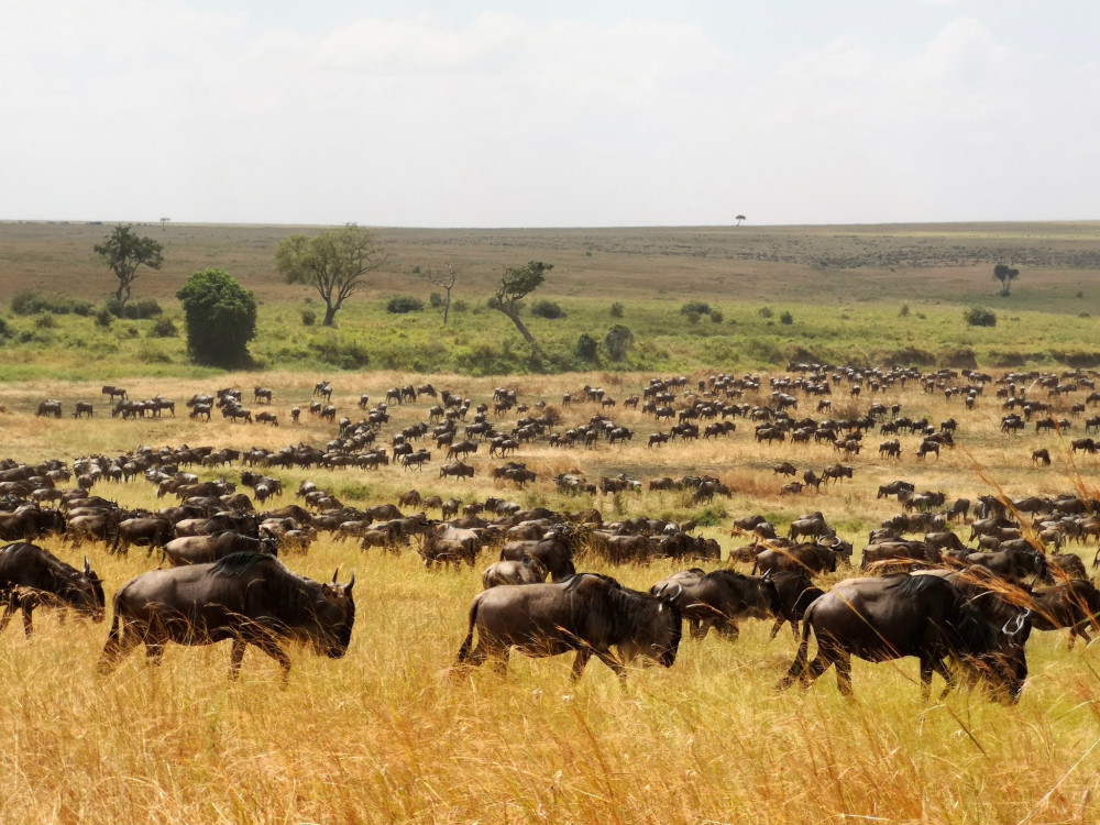 Complete Africa Glamping Safari