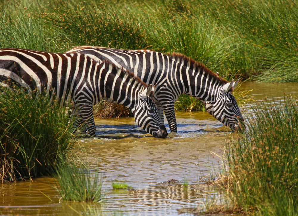 Northern Parks Comfort Safari