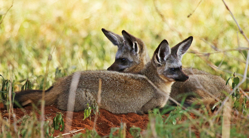 Romantic Honeymoon Glamping Adventure