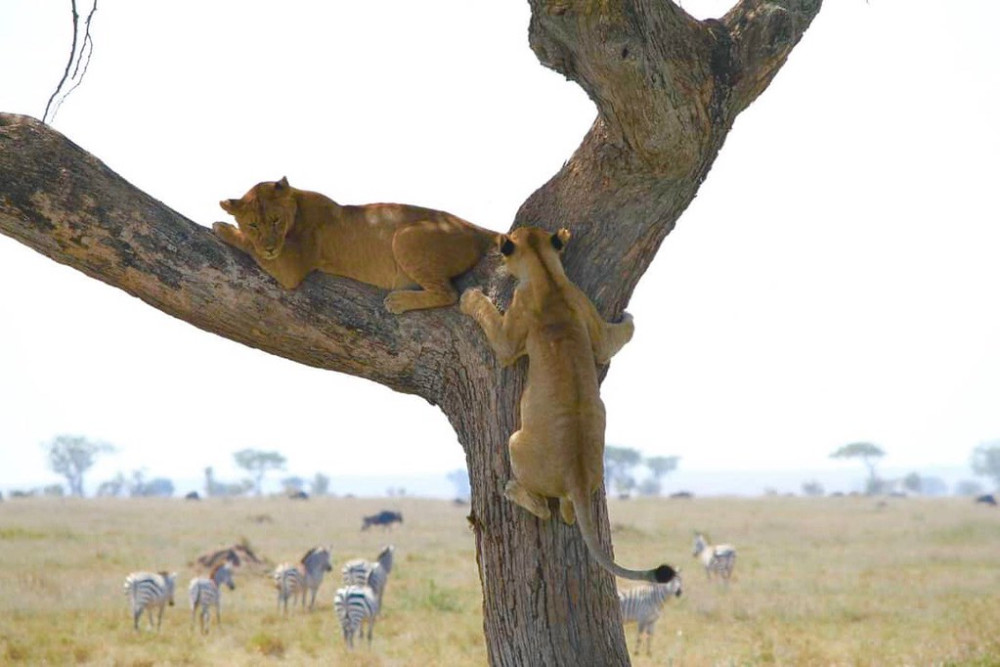 Classic Drive Safari Valleys and Highlands Comfort