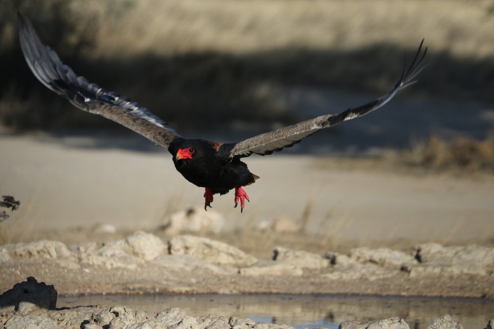 Kgalagadi Camping Expedition