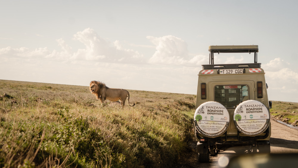 Safari Celebrate Ten Years Anniversary Tz Roadside