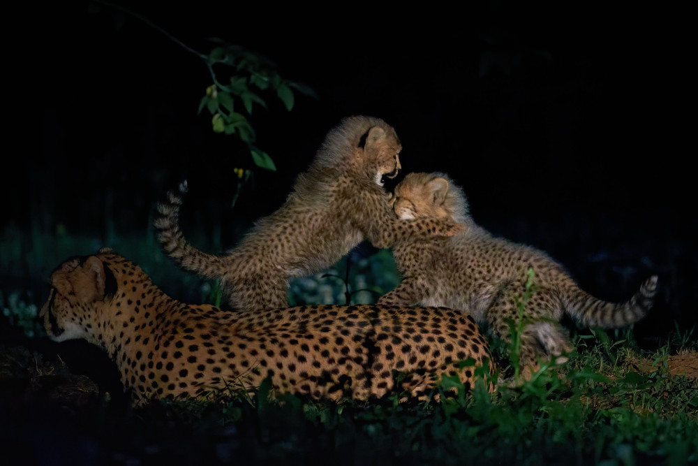 Fly-in Wilderness Journey Luxury Safari