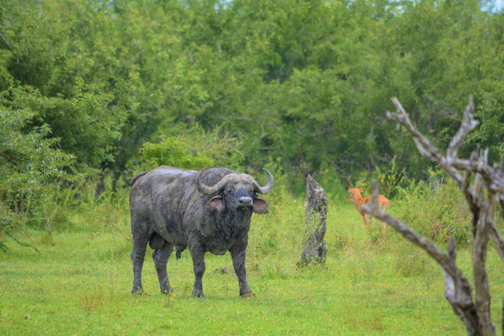 Tanzanian Flamingo Tented Safari