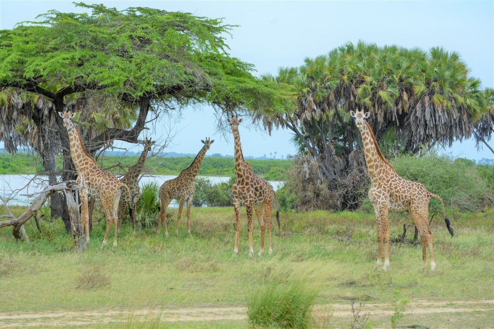 Tanzanian Treasures Tented Safari