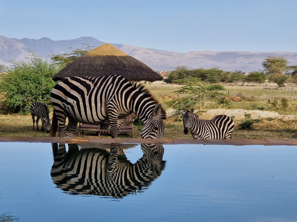 Wildlife Adventure Glamping Safari