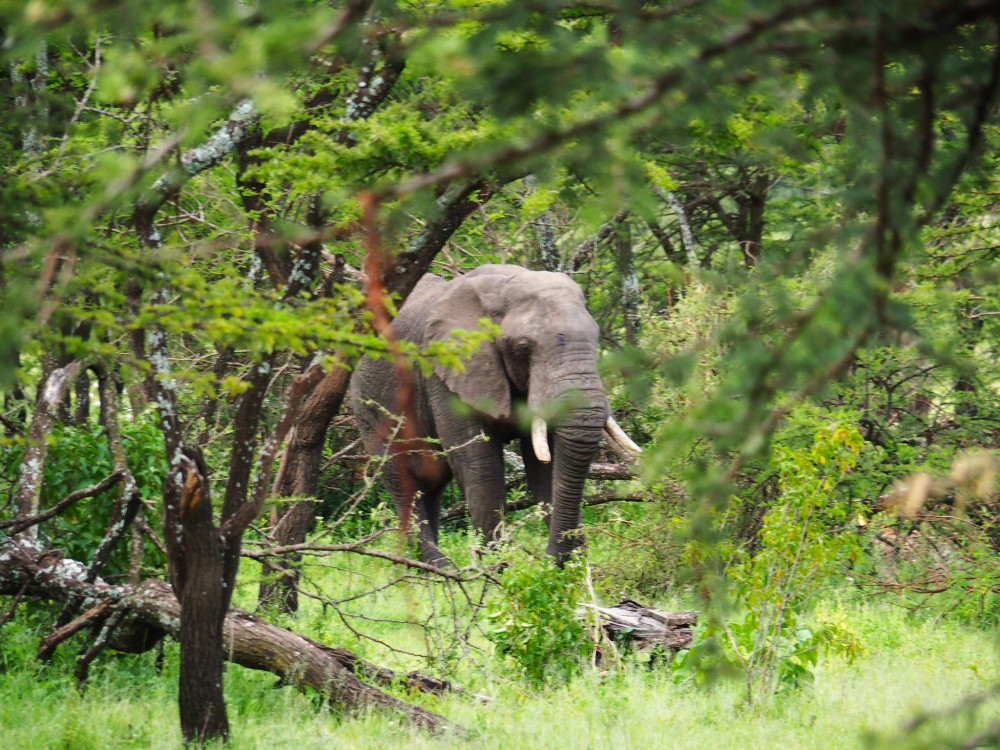 Expedition Nyerere National Park Glamping Safari