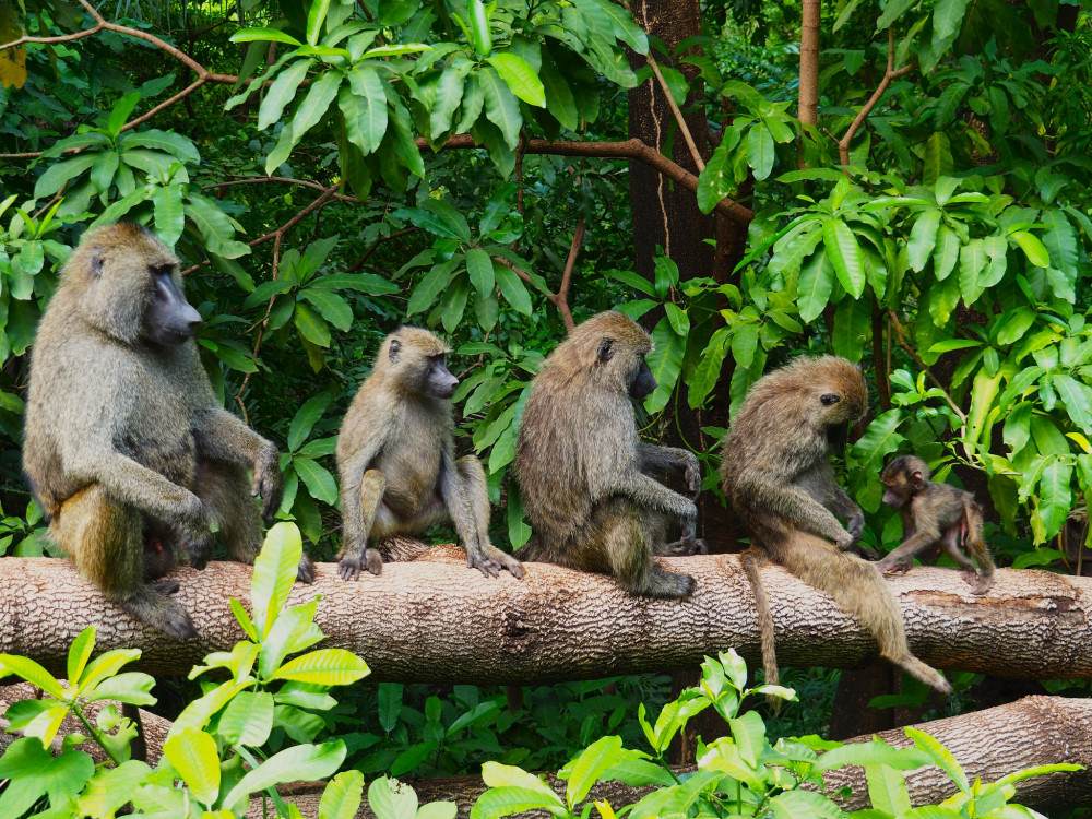 Explore Nyerere National Park Shared Safari