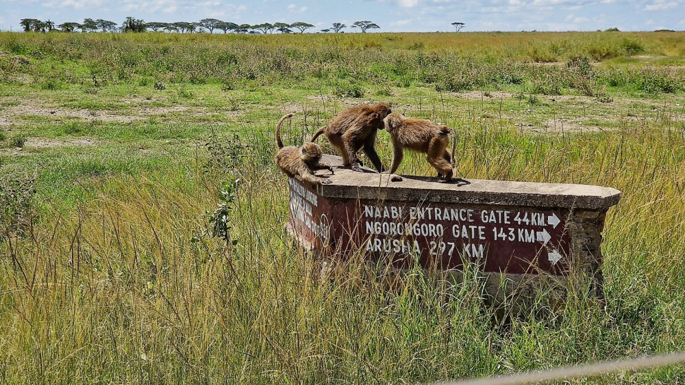 Classic Drive Safari Eastern Rift Valley Tented