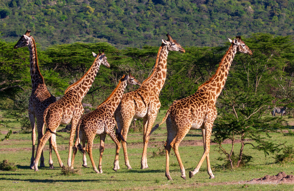Ngorongoro and Serengeti Tented Adventure