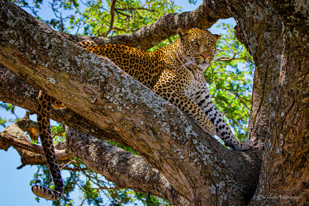 Tarangire & Ngorongoro Comfort Safari