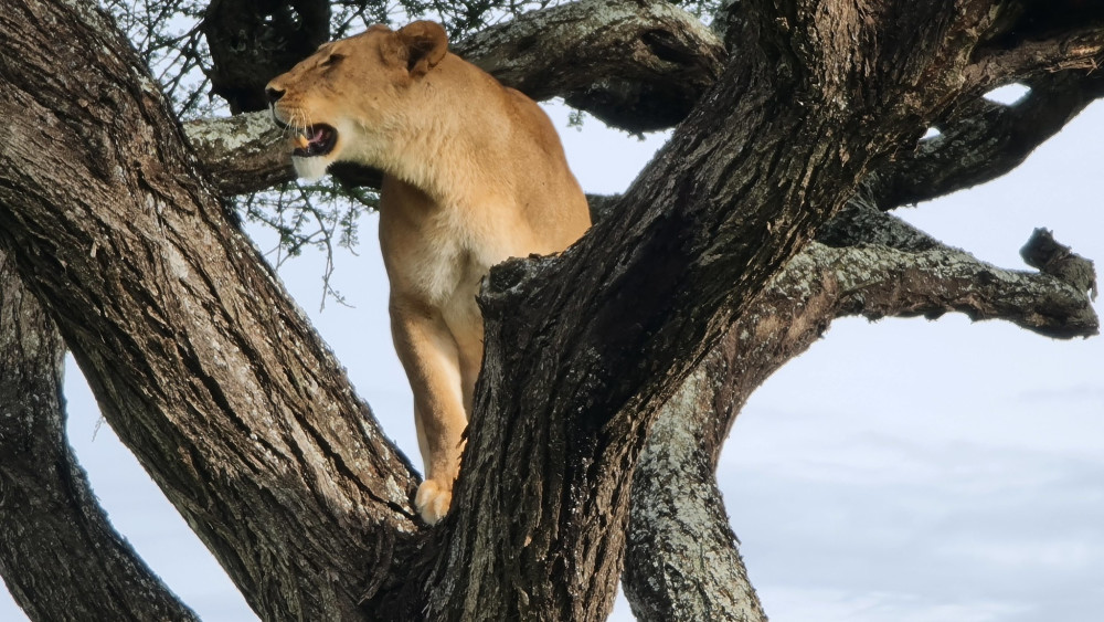 Serengeti Inside out Comfort Safari