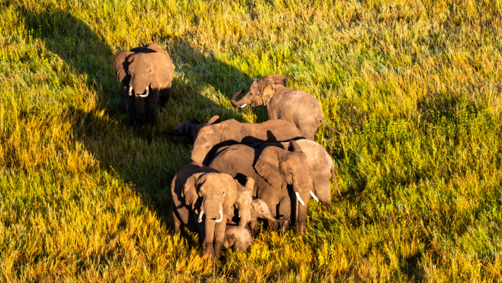 Private Serengeti Safari & Wildlife Expedition